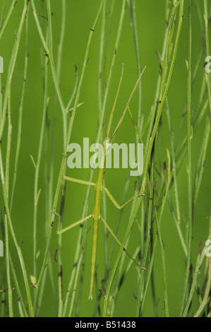 Riesige Walkingstick Megaphasma Denticrus Erwachsenen Gras Sinton Fronleichnam Coastal Bend, Texas USA Stockfoto