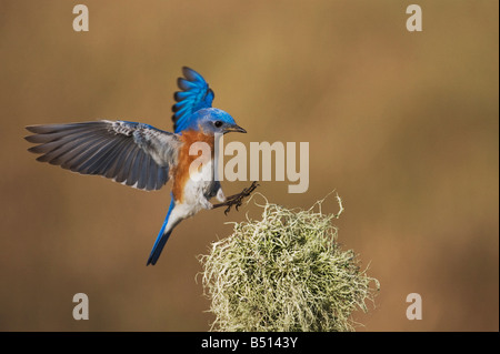 Östlichen Bluebird Sialia Sialis männlich Landung Sinton Fronleichnam Coastal Bend, Texas USA Stockfoto