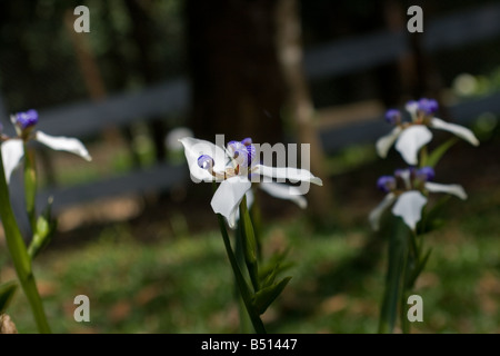 Wanderende Iris (Neomarica gracilis) Stockfoto