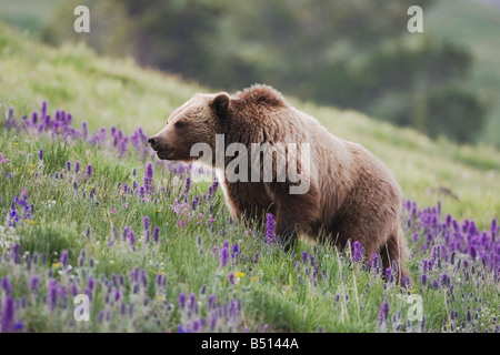 Grizzly Bear Ursus Arctos Horribilis Erwachsenen in lila Fransen Phacelia Sericea Blumen Yellowstone National Park in Wyoming USA Stockfoto