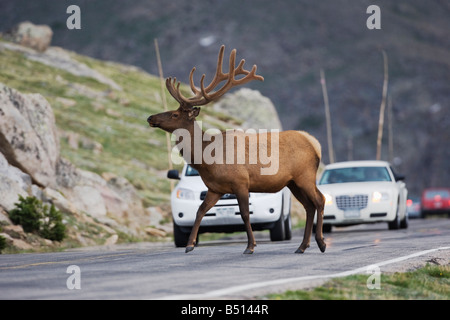 Elch Wapiti Cervus Elaphus Stier kreuzenden Straße Rocky Mountain National Park Colorado USA Stockfoto