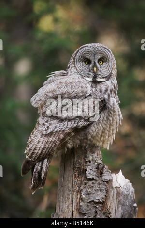 Große graue Eule Strix Nebulosa Erwachsener im Baum Yellowstone National Park in Wyoming USA Stockfoto