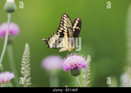 Riesige Schwalbenschwanz Papilio Cresphontes Erwachsene ernähren sich von Texas Distel Sinton Fronleichnam Coastal Bend, Texas USA Stockfoto