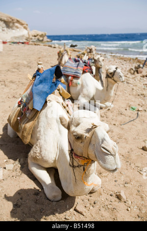 Beduinen Kamele in der Wüste Sinai in der Nähe von Dahab in Ägypten Stockfoto