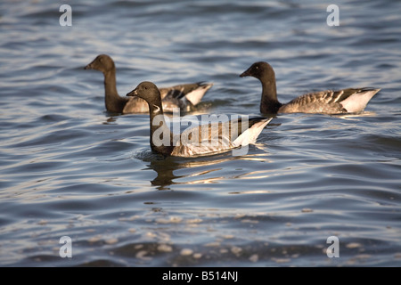 Brent Goose Branta Bernicla schwimmen Stockfoto