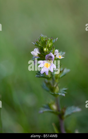 Augentrost Euphrasia officinalis Stockfoto