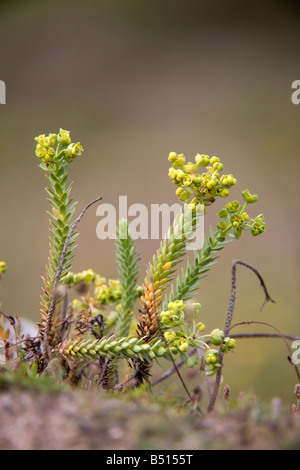 Meer-Wolfsmilch Euphorbia paralias Stockfoto