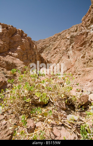 Dürre resistente Pflanze in den Bergen der Wüste Sinai in der Nähe von Dahab in Ägypten Stockfoto