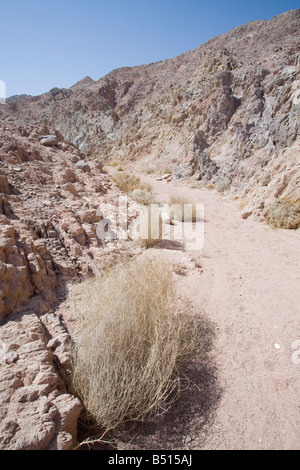 Dürre resistente Pflanze in den Bergen der Wüste Sinai in der Nähe von Dahab in Ägypten Stockfoto