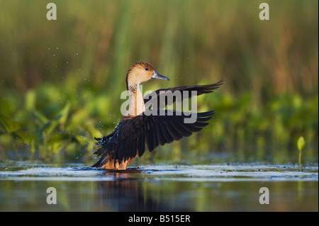 Fulvous Pfeifen-Ente Dendrocygna bicolor Erwachsenen Sinton Corpus Christi Coastal Bend Texas, USA Stockfoto