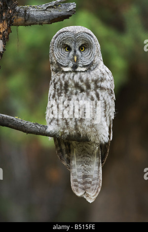 Große graue Eule Strix Nebulosa Erwachsener im Baum Yellowstone National Park in Wyoming USA Stockfoto