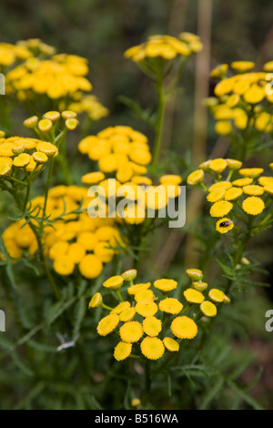 Rainfarn Tanacetum vulgare Stockfoto