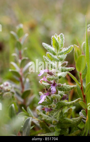 Wasser Gamander Teucrium scordium Stockfoto