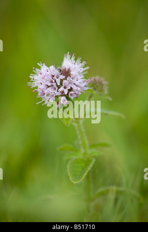 Wasser-Minze Mentha aquatica Stockfoto