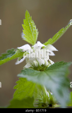 weiße Taubnessel Lamium album Stockfoto