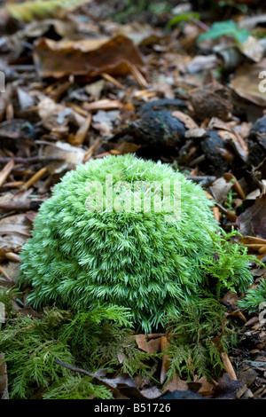 weiße Gabel Moos Leucobryum glaucum Stockfoto