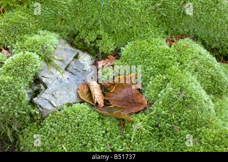 weiße Gabel Moos Leucobryum glaucum Stockfoto