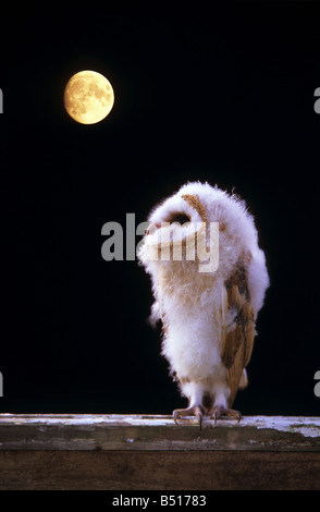 junge Schleiereule Tyto Alba im Mondlicht Stockfoto
