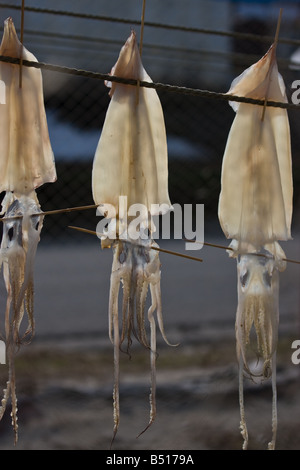 Trocknung von Tintenfisch in japan Stockfoto
