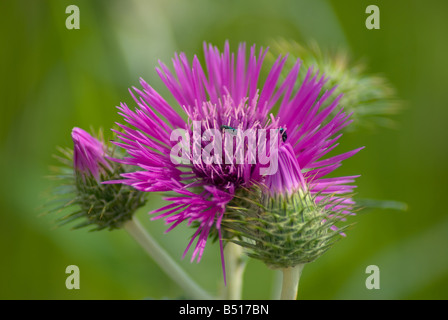 Asteraceae Cirsium Palustre Sumpf-Distel oder europäische Sumpf Distel Stockfoto