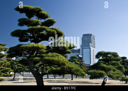 Schwarzen Kiefern in Tokio Schlossgarten Stockfoto