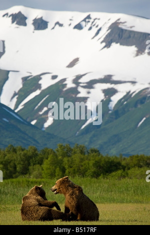 Zwei männliche, Jugendliche Grizzly Bären spielen unter einem schneebedeckten Berg; in Hallo Bay, Katmai Nationalpark, Alaska. Stockfoto