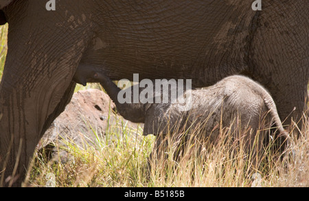 Baby-Elefant, nur wenige Tage alt, seine Mutter in Lewa Downs, Kenia Spanferkel. Stockfoto