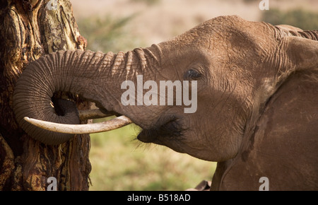 Afrikanischer Elefant (Loxodonta Africana) Abisolieren Rinde off einen Fieber Baum (Acacia Xanthophloea) zu essen; in Lewa Downs, Kenia. Stockfoto