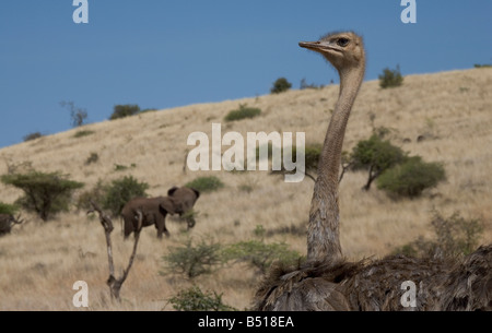 Abstrakte Ansicht eines Straußes (Struthio Camelus) Blick auf Elefanten (Loxodonta Africana) hinter; in Lewa Downs, Kenia. Stockfoto