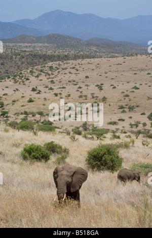 Ein junger Elefant (Loxodonta Africana) auf einem Hügel, mit den afrikanischen Ebenen Strecken hinter; in Lewa Downs, Kenia. Stockfoto