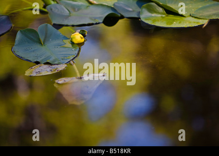 gelbe Teich Lilie (Teichrosen Lutea SSP. Polysepala) in einem ruhigen Teich der Sierra Nevada Stockfoto