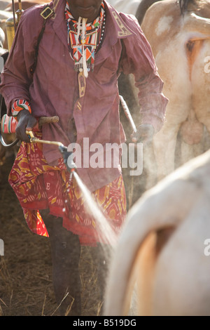 Masai Rinder-Herder sprüht eine Kuh mit Insektizid, Zecken aus seinem Fell zu entfernen; in Lewa Downs, Kenia. Stockfoto