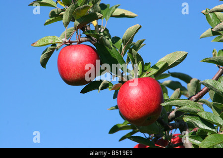 Braeburn-Äpfel Stockfoto