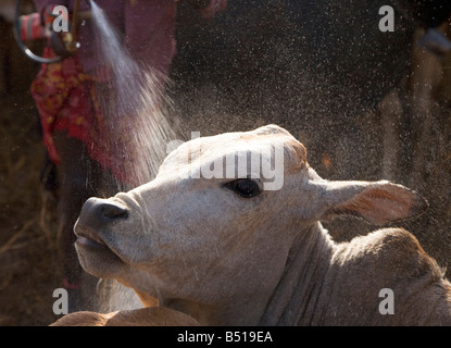 Masai Rinder-Herder sprüht eine Kuh mit Insektizid, Zecken aus seinem Fell zu entfernen; in Lewa Downs, Kenia. Stockfoto