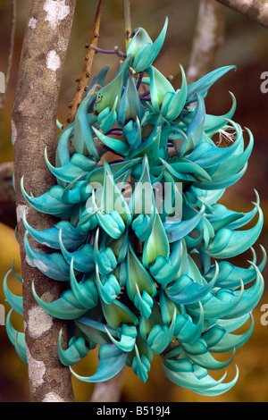 Ameisen auf blau jade Flowerets, Hawaii, USA Stockfoto