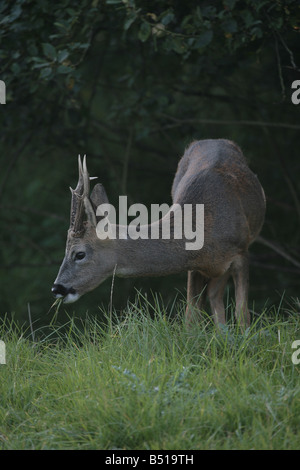 Rehe Capreolus capreolus Stockfoto