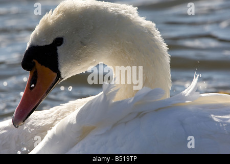 Höckerschwan im Sonnenschein putzen hautnah Stockfoto