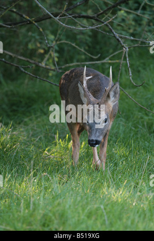 Rehe Capreolus capreolus Stockfoto