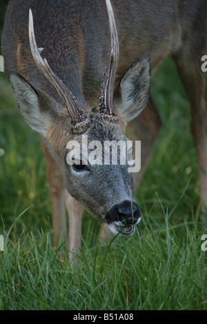 Rehe Capreolus Capreolus Fütterung Stockfoto