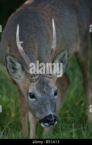 Rehe Capreolus Capreolus Fütterung Stockfoto
