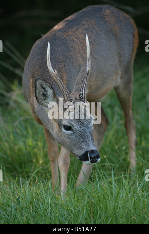 Rehe Capreolus Capreolus Fütterung Stockfoto