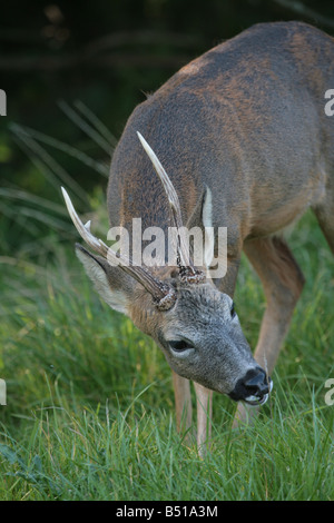 Rehe Capreolus Capreolus Fütterung Stockfoto