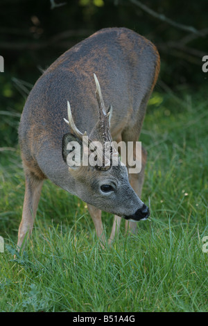 Rehe Capreolus Capreolus Fütterung Stockfoto
