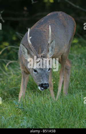 Rehe Capreolus Capreolus Fütterung Stockfoto
