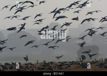 Pinkfoot Gänse kommen in Ackerflächen ernähren Stockfoto