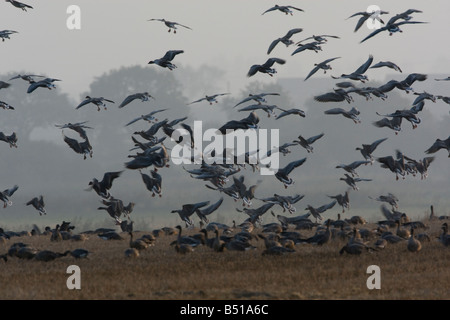 Pinkfoot Gänse kommen in Ackerflächen ernähren Stockfoto