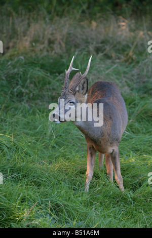 Rehe Capreolus Capreolus Fütterung Stockfoto