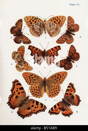 Verschiedene Arten von Schmetterlingen Stockfoto