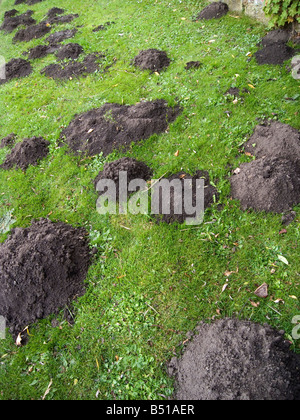 Eine Masse von Maulwurfshügel auf einer Wiese im Nordosten Englands Stockfoto