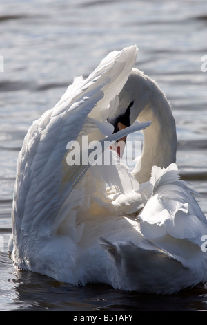 Höckerschwan im Sonnenschein putzen Stockfoto